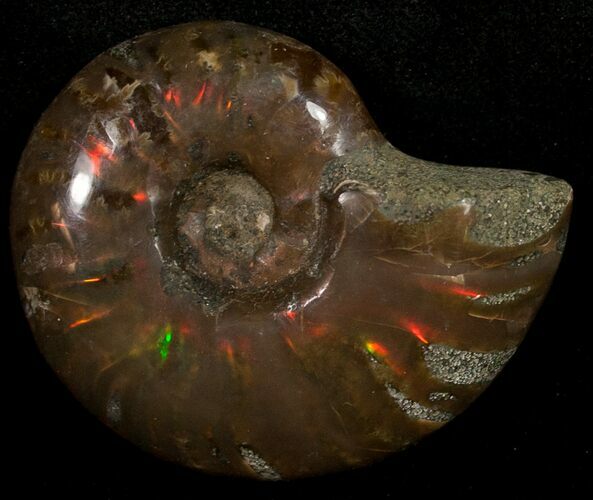 Flashy Red Iridescent Ammonite - Wide #10350